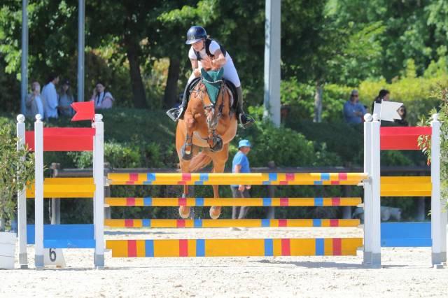 Vendesi Cavallo Belga