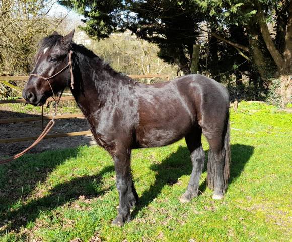 Castrone Connemara In vendita 2021 Nero ,  TITUS DE LIAF