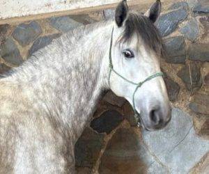 Intero PRE Andaluso In vendita 2019 Grigio