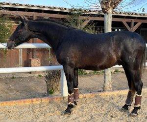 Intero PRE Andaluso In vendita 2022 Nero