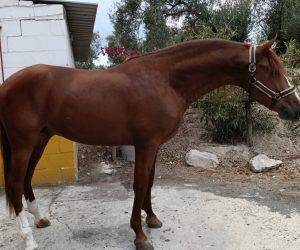 Intero PRE Andaluso In vendita 2020 Sauro