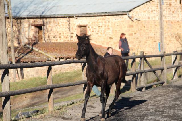 Puledro PRE Andaluso In vendita 2024 Nero ,  MAUR TORNADO (PRE)