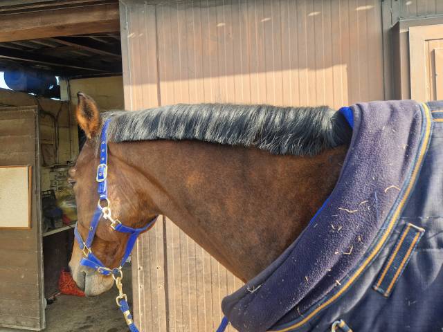 Cavallo 13 anni