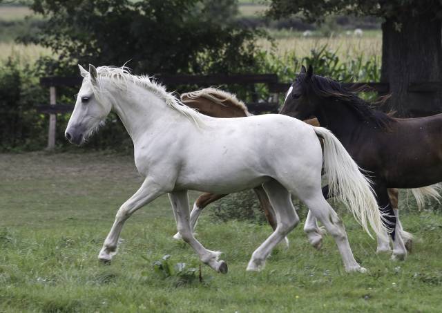 Cavalla Welsh Poney (Sezione D), Welsh Cob  In vendita 2022 Baio