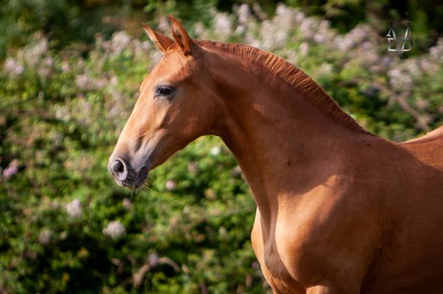 Puledra PRE Andaluso In vendita 2022 Sauro ,  Tarzano GSA