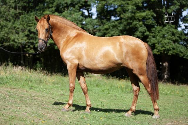 Puledra PRE Andaluso In vendita 2022 Sauro ,  Tarzano GSA