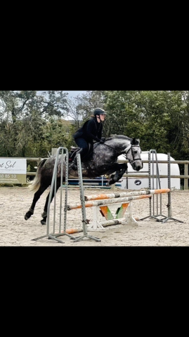 Castrone Connemara In vendita 2018 Grigio