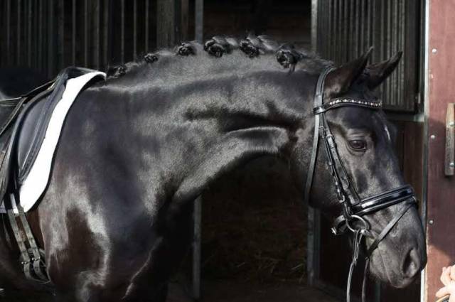 Pony castrone 148 cm
