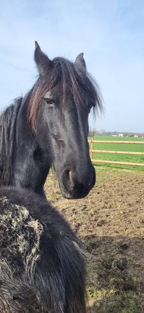 Cavalla Frisone In vendita 2015 Nero ,  tonjes 459