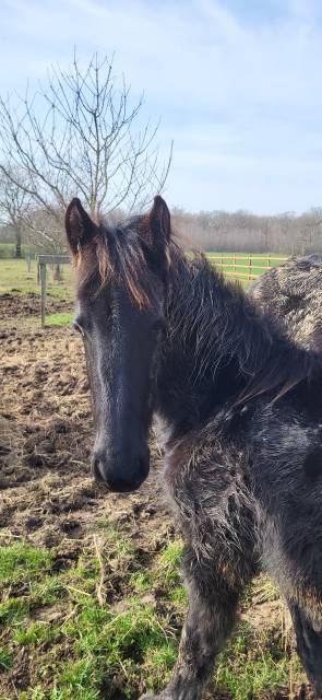 Cavalla Frisone In vendita 2019 Nero ,  PAARD