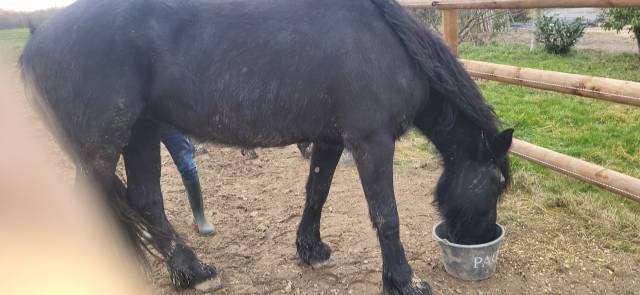 Cavalla Frisone In vendita 2020 Nero ,  PAARD