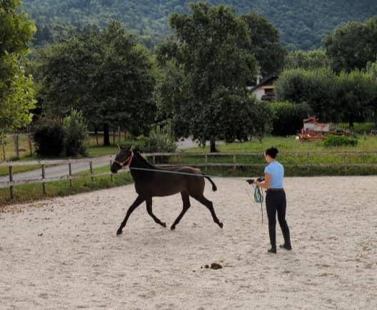 Cavalla Lusitano In vendita 2024 Nero