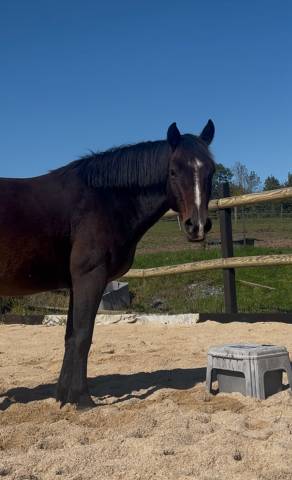 Castrone New Forest In vendita 2018 Baio ,  Skywalker
