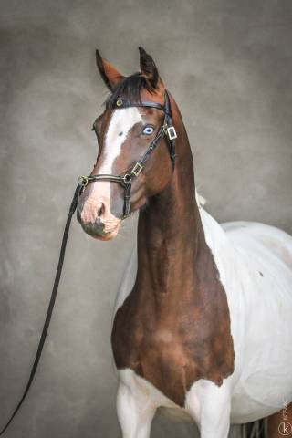 Fattrice Oldenburger In vendita 2015 Tobiano ,  Tolegro