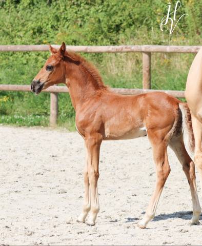 Puledra KWPN Cavallo da Sport Neerlandese In vendita 2024 Sauro brulé ,  VITALIS