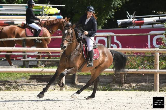 Castrone Sella Francese In vendita 2018 Baio scuro ,  UPSILON