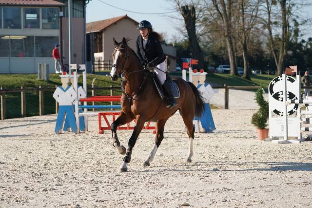 Castrone KWPN Cavallo da Sport Neerlandese In vendita 2017 Baio ,  BALOU DU ROUET