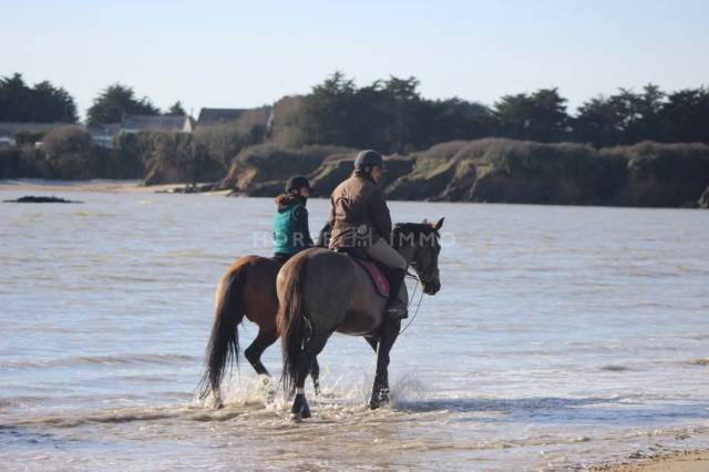Centro di stagione cavallo In vendita Morbihan