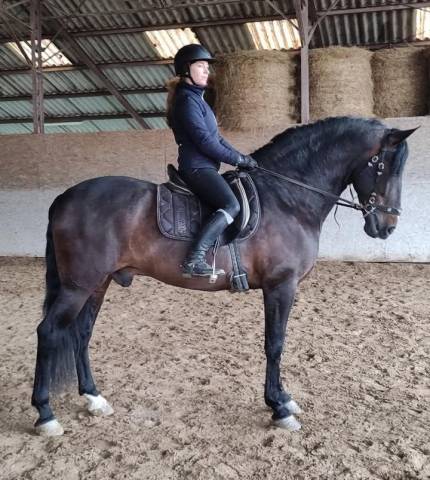 Stallone PRE Andaluso In vendita 2016 Baio scuro