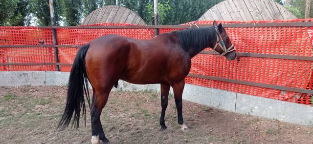 CASTRONE QUARTER HORSE