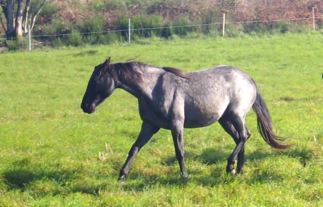 Cavalla Azteca In vendita 2022 Roano