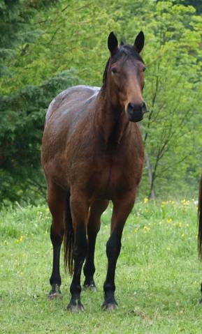 Fattrice Trottatore Francese In vendita 2009 Baio scuro