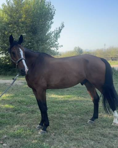 Cavallo per prendere primo grado 