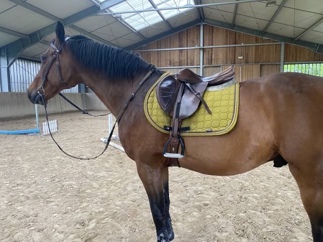 Sella Equipe Evolution