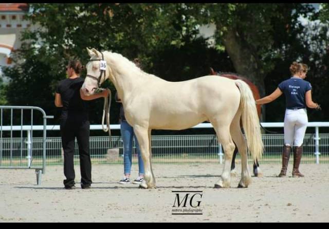 Castrone Welsh Poney (Sezione D), Welsh Cob  In vendita 2021 Crema ,  Qrysto Sponte