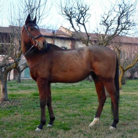Cavallo psi in vendita