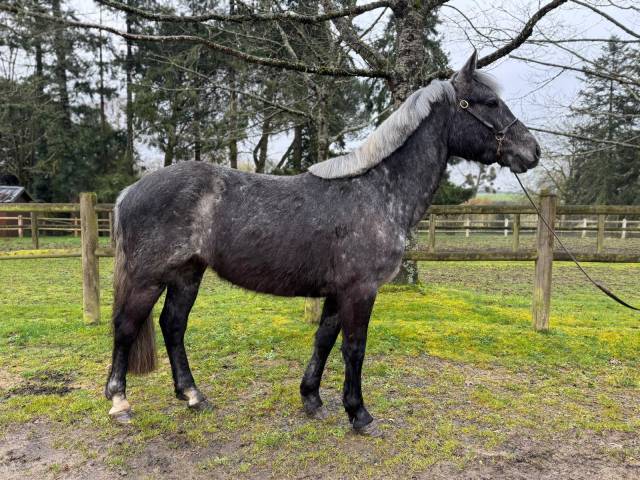Castrone Connemara In vendita 2022 Grigio