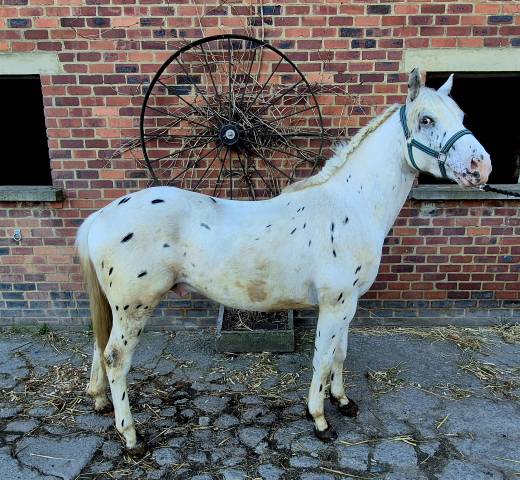 Nippon - Paint Horse 2023