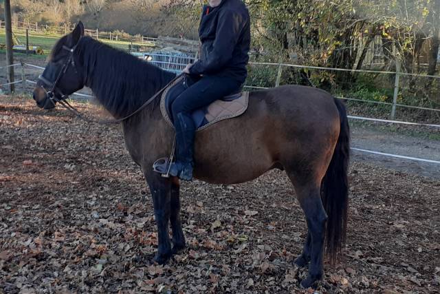 Castrone Lusitano In vendita 2015 Baio scuro