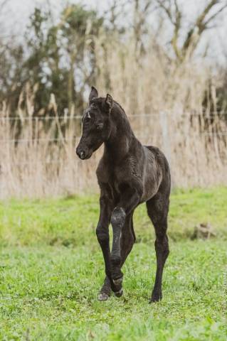 Puledra Lusitano In vendita 2025 Grigio ,  IMPERIO II SS