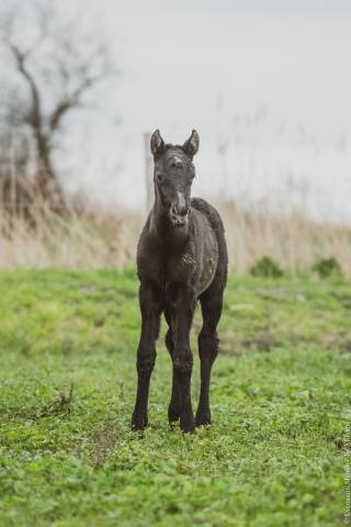 Puledra Lusitano In vendita 2025 Grigio ,  IMPERIO II SS