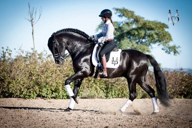 Intero PRE Andaluso In vendita 2016 Nero ,  TIZON