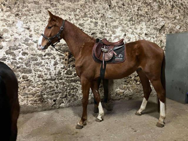 Castrone Sella Francese In vendita 2021 Sauro ,  Armitages Boy