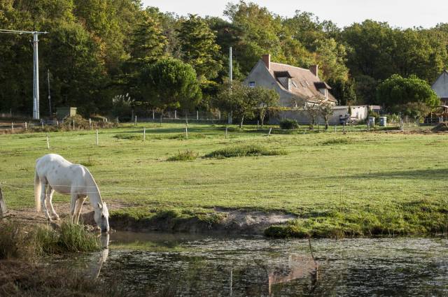 Proprietà equestre In vendita Cher