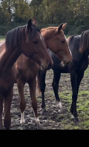 Intero Sella Francese In vendita 2023 Baio ,  EMERALD VAN'T RUYTERSHOF