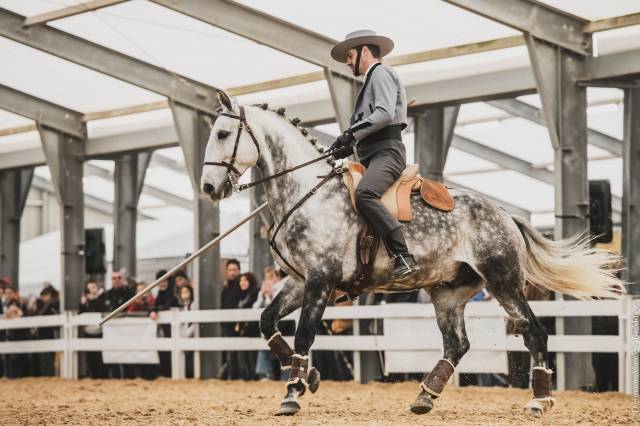 LIMPERADO DU DASTUGUE - Lusitano 2015 ,  Alamo