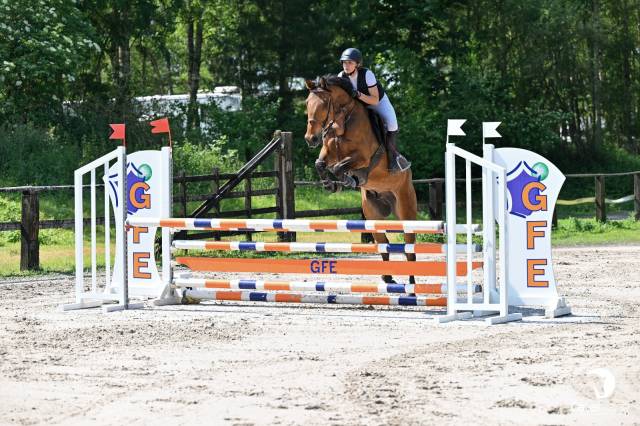 Castrone Cavallo da Sella In vendita 2019 Baio ,  Quir Royal Liniaire