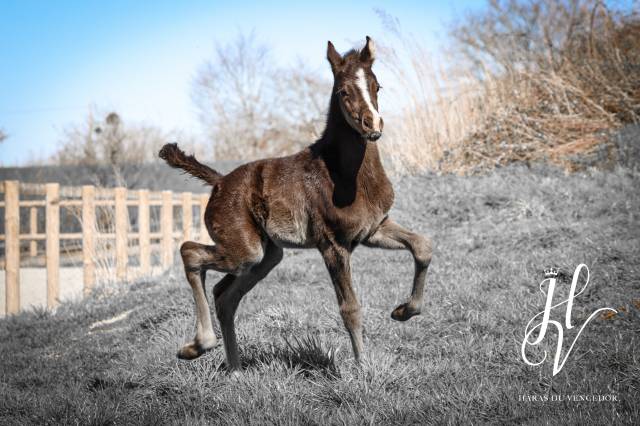 Puledro KWPN Cavallo da Sport Neerlandese In vendita 2025 Nero ,  Quaterhit