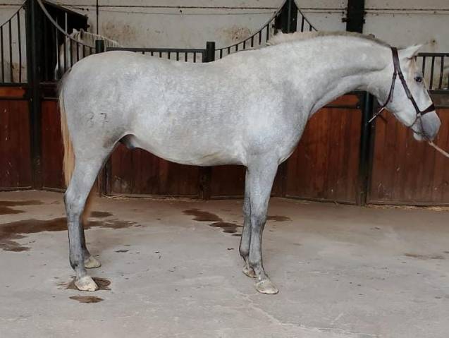 Intero PRE Andaluso In vendita 2022 Grigio