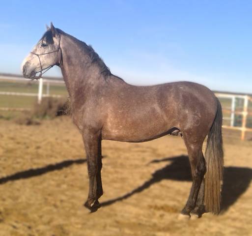 Intero PRE Andaluso In vendita 2021 Grigio