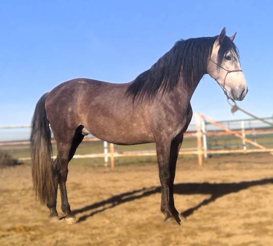 Intero PRE Andaluso In vendita 2021 Grigio