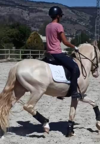 Intero PRE Andaluso In vendita 2019 Perlino