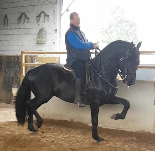 Intero PRE Andaluso In vendita 2012 Nero