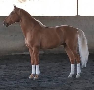 Intero PRE Andaluso In vendita 2020 Palomino