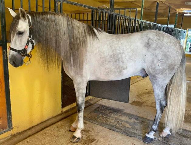 Intero PRE Andaluso In vendita 2019 Grigio