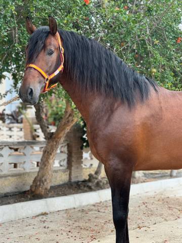 Intero PRE Andaluso In vendita 2020 Baio scuro